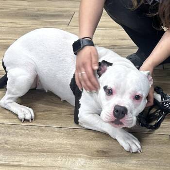 English Bulldog and Pit Bull Terrier Dogs Available for Adoption in Newark, New Jersey - Betty | PetCurious