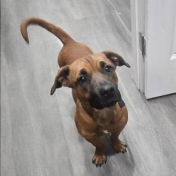 Puparoni -  Basset Hound and Mixed Breed Dog for Adoption in Corpus Christi, Texas - Puparoni | PetCurious