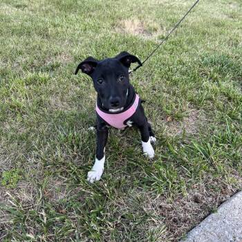 Shipsey -  Collie and American Staffordshire Terrier Dog for Adoption in St. Peters, Missouri - Shipsey | PetCurious