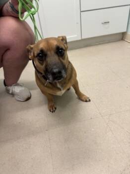 Rescue Beagle and Pit Bull Terrier Dogs for Adoption in Columbus, Indiana - Roxy | PetCurious