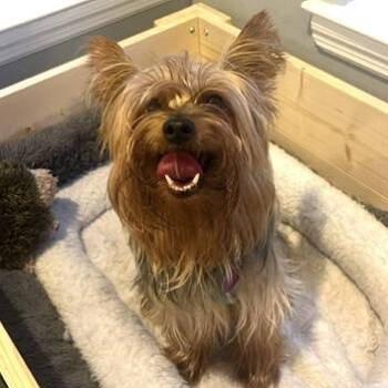 Rescue Yorkshire Terrier Dogs for Adoption - Oliver | PetCurious