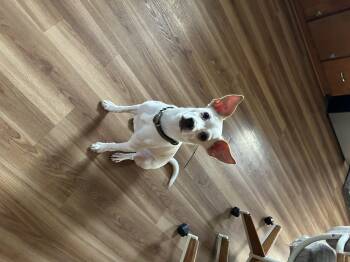 Percy -  Jack Russell Terrier and Chihuahua Dog for Adoption in Stahlstown, Pennsylvania - Percy | PetCurious