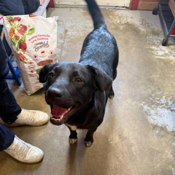 Tux -  Black Labrador Retriever and Staffordshire Bull Terrier Dog for Adoption in Meadow Lake, Saskatchewan - Tux | PetCurious