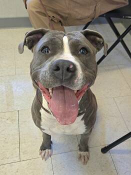 Stacy -  Pit Bull Terrier Dog for Adoption in Trenton, New Jersey - Stacy | PetCurious