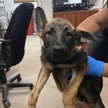 Belgian Shepherd Malinois Dogs Available for Adoption in Edinburg, Texas - Misty | PetCurious