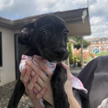Rosita -  Boxer and Beagle Dog for Adoption in Louisville, Kentucky - Rosita | PetCurious