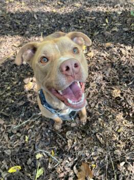 Rescue Pit Bull Terrier Dogs for Adoption in Spencer, Indiana - Jack | PetCurious