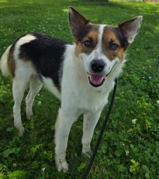VOSKER -  Corgi and Terrier Dog for Adoption in Sandusky, Ohio - VOSKER | PetCurious