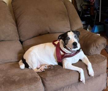 Sassy (Courtesy Post) -  Terrier Dog for Adoption - Sassy (Courtesy Post) | PetCurious