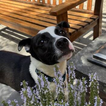 Mia -  Mixed Breed Dog for Adoption in Fairport, New York - Mia | PetCurious