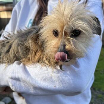 Yorkshire Terrier Dogs Available for Adoption - Muffin | PetCurious