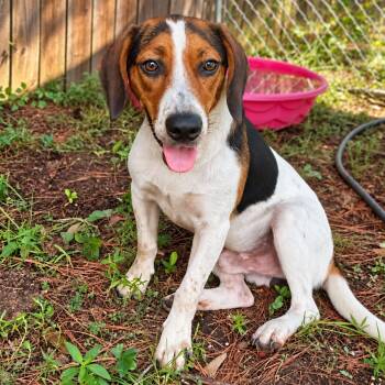 Beetle -  Beagle Dog for Adoption in Mobile, Alabama - Beetle | PetCurious