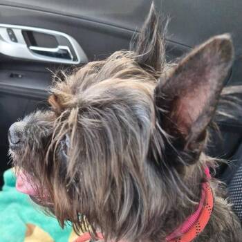 Piper -  Yorkshire Terrier and Boston Terrier Dog for Adoption in St. Peters, Missouri - Piper | PetCurious