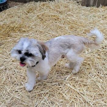 Tiny -  Shih Tzu Dog for Adoption in Grand Island, Nebraska - Tiny | PetCurious