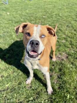 Boxer Dogs Available for Adoption - Macho | PetCurious