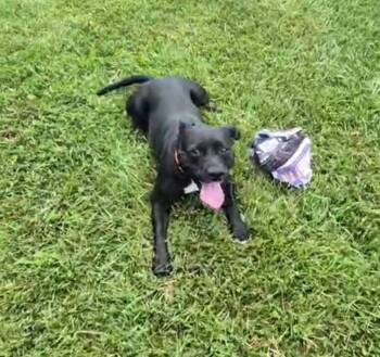Skylar -  Mixed Breed Dog for Adoption in Plain City, Ohio - Skylar | PetCurious