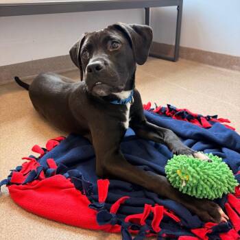 Nelson -  Labrador Retriever and Collie Dog for Adoption in South Elgin, Illinois - Nelson | PetCurious