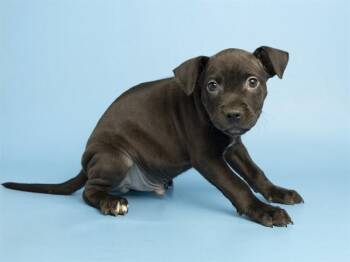 CAJUN -  Pit Bull Terrier Dog for Adoption in Phoenix, Arizona - CAJUN | PetCurious