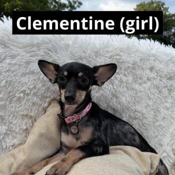 Clementine *Arriving 11/6* D12937 -  Chihuahua and Dachshund Dog for Adoption - Clementine *Arriving 11/6* D12937 | PetCurious