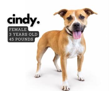 Cindy -  Mixed Breed Dog for Adoption in Ashland, Kentucky - Cindy | PetCurious