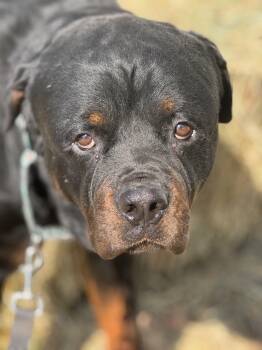 Rescue Rottweiler Dogs for Adoption in Ramona, California - Torrin | PetCurious