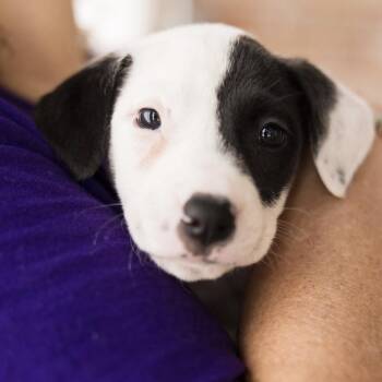 Terrier and Mixed Breed Dogs Available for Adoption in Shakopee, Minnesota - Pluto | PetCurious