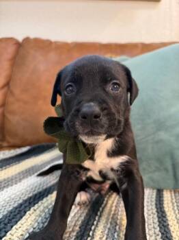 Hound and Pit Bull Terrier Dogs Available for Adoption - Fig Love | PetCurious