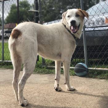 King -  Great Pyrenees and Mixed Breed Dog for Adoption in Beaumont, Texas - King | PetCurious