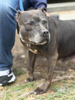 Matilda -  Pit Bull Terrier and Mixed Breed Dog for Adoption in King William, Virginia - Matilda | PetCurious