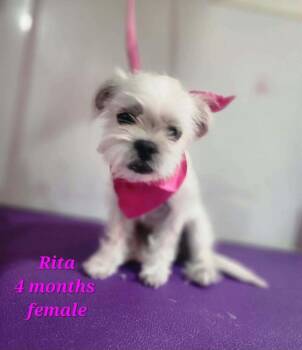 Rita -  Maltese and Mixed Breed Dog for Adoption in Durango, Colorado - Rita | PetCurious