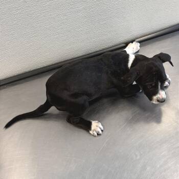 Mixed Breed Dogs Available for Adoption in Las Cruces, New Mexico - Bug | PetCurious