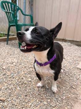 Johnny -  Corgi and Boston Terrier Dog for Adoption in Indianapolis, Indiana - Johnny | PetCurious