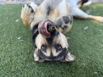 MALIKA -  German Shepherd Dog Dog for Adoption in Antioch, California - MALIKA | PetCurious