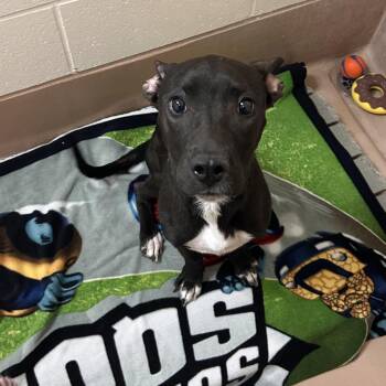 Sun -  Pit Bull Terrier Dog for Adoption in Reno, Nevada - Sun | PetCurious