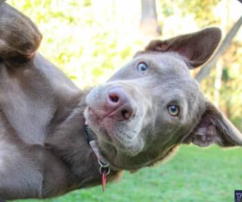 Kairi -  Labrador Retriever and Shepherd Dog for Adoption in Churchville, New York - Kairi | PetCurious