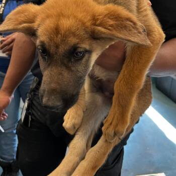 Mixed Breed Dogs Available for Adoption in Memphis, Tennessee - TOMM | PetCurious