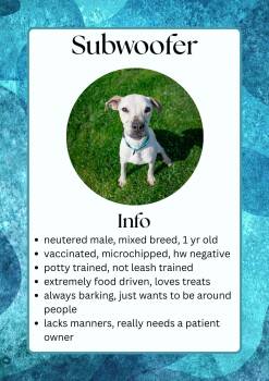 Mixed Breed Dogs Available for Adoption in Greensburg, Indiana - Subwoofer | PetCurious