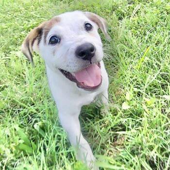 Rescue Australian Cattle Dog Blue Heeler and Beagle Dogs for Adoption in Austin, Texas - Rebel | PetCurious
