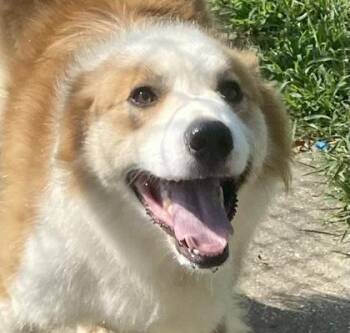 Jasper -  Australian Shepherd Dog for Adoption in Glasgow, Kentucky - Jasper | PetCurious
