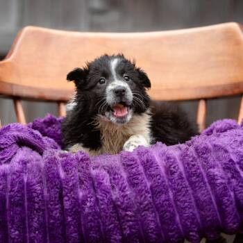 Rough Collie and Border Collie Dogs Available for Adoption - Eloise | PetCurious