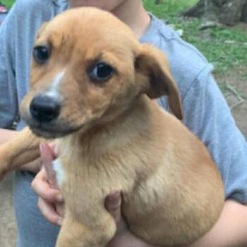 Collie and Labrador Retriever Dogs Available for Adoption in Chesapeake, Virginia - Evergreen (1) | PetCurious
