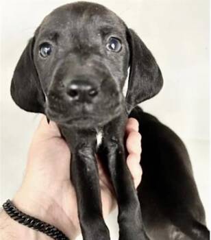 Labrador Retriever Dogs Available for Adoption in Houston, Texas - A654742 | PetCurious