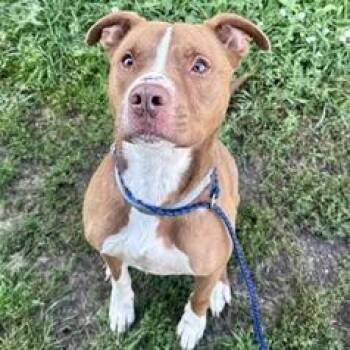 Otis -  Pit Bull Terrier Dog for Adoption in Wadena, Minnesota - Otis | PetCurious