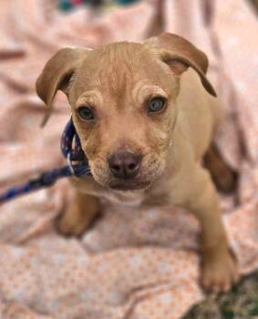 Boston Terrier and Chihuahua Dogs Available for Adoption - Author Calligrace | PetCurious