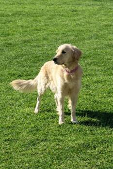 Golden Retriever Dogs Available for Adoption - Betty | PetCurious
