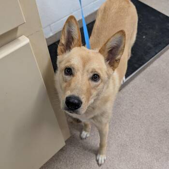 Leia -  Collie and Mixed Breed Dog for Adoption in Ardmore, Oklahoma - Leia | PetCurious