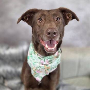 German Shepherd Dog and Labrador Retriever Dogs Available for Adoption - LOLA | PetCurious