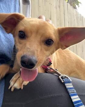 Hope -  Chihuahua Dog for Adoption in Los Angeles, California - Hope | PetCurious