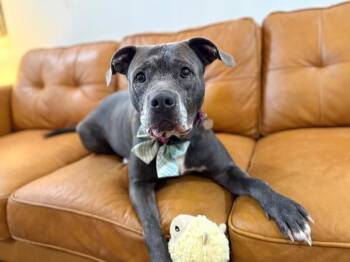 Rocky Water Baby Loves Sticks -  Pit Bull Terrier and Labrador Retriever Dog for Adoption in Friendswood, Texas - Rocky Water Baby Loves Sticks | PetCurious