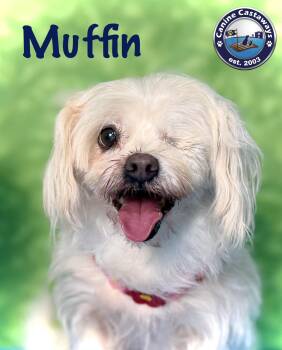 Muffin -  Maltese Dog for Adoption in Arcadia, Florida - Muffin | PetCurious